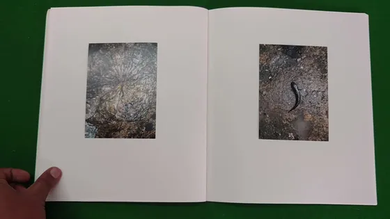 Hill of Poisonous Trees — spread, a single mark