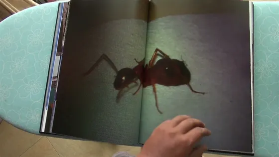 Joker — spread, a single ant
